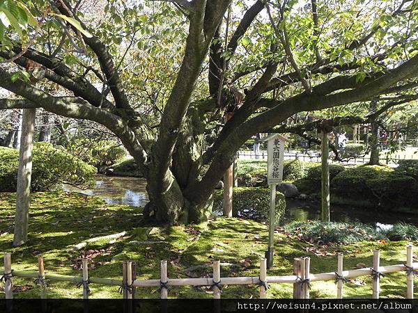 北陸_DSCN1949_兼六園_熊谷櫻.JPG 北陸_DSCN1949_兼六園_熊谷櫻.JPG