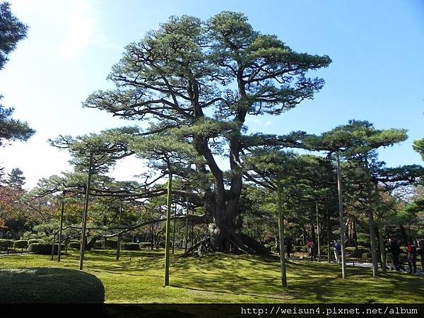 北陸_DSCN1961_兼六園_根上松.JPG 北陸_DSCN1961_兼六園_根上松.JPG
