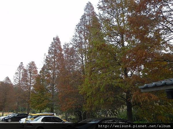 九芎湖_DSCN0200_落羽松.JPG 九芎湖_DSCN0200_落羽松.JPG