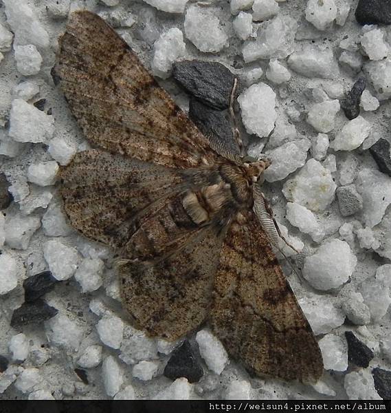 昆蟲綱_鱗翅目_尺蛾科_枝尺蛾亞科_黑腰_Cleora sp. nr alienaria_竹縣-元光寺_20170317.JPG 昆蟲綱_鱗翅目_尺蛾科_枝尺蛾亞科_黑腰_Cleora sp. nr alienaria_竹縣-元光寺_20170317.JPG