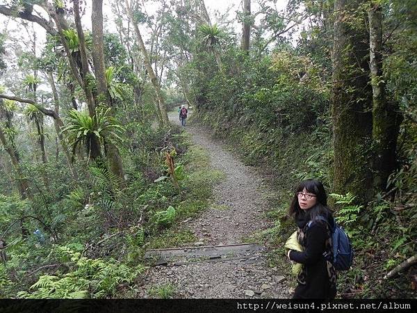 棲蘭山莊_DSCN9629_小泰山森林浴步道.JPG 棲蘭山莊_DSCN9629_小泰山森林浴步道.JPG