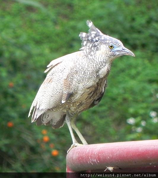 鳥綱_鸛形目_鷺科_黑冠麻鷺_新竹-科學園區_20170418.JPG