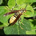 昆蟲綱_膜翅目_胡蜂科_黃長腳蜂_竹縣-飛鳳山_20170428.JPG