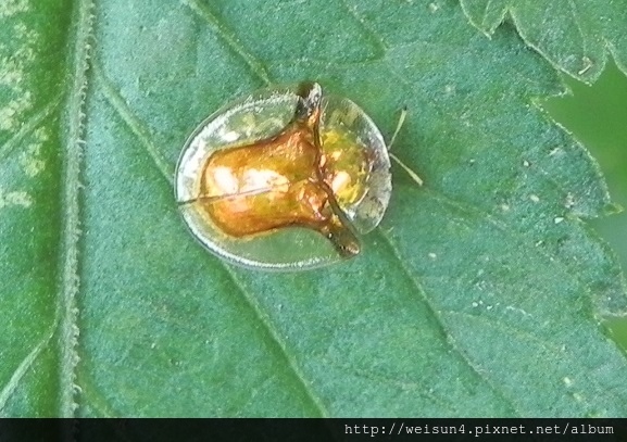 昆蟲綱_鞘翅目_金花蟲科_金盾龜金花蟲_竹縣-飛鳳山_20170430.JPG 昆蟲綱_鞘翅目_金花蟲科_金盾龜金花蟲_竹縣-飛鳳山_20170430.JPG