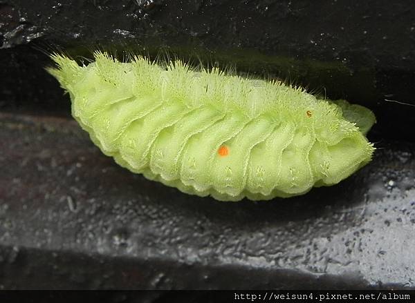 昆蟲綱_鱗翅目_刺蛾科_黑點扁刺蛾_苗縣-神龍山莊_20170620.JPG