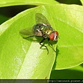 昆蟲綱_雙翅目_狂蠅總科_麗蠅科_麗蠅_苗縣-神龍山莊_20170819.JPG
