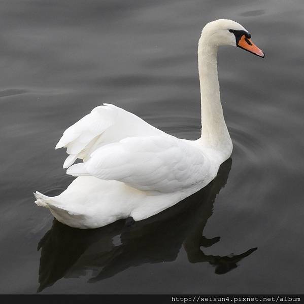 鳥綱_雁形目_鴨科_鵝_白天鵝_捷克_20170912.JPG