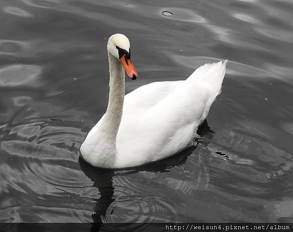 鳥綱_雁形目_鴨科_鵝_白天鵝_奧地利_20170913.JPG