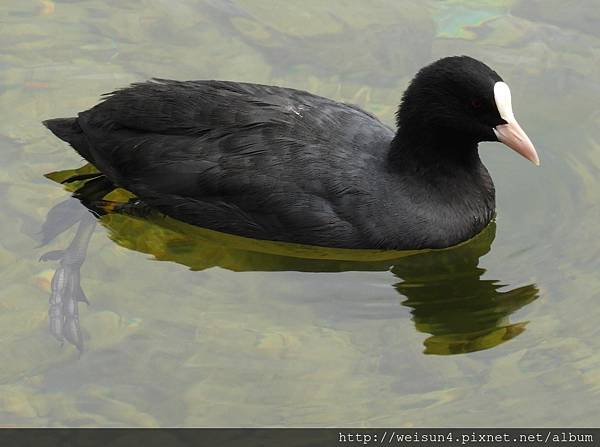 鳥綱_鶴形目_秧雞科_白冠雞_奧地利_20170913.JPG