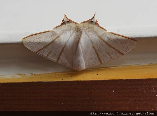 昆蟲綱_鱗翅目_尺蛾科_枝尺蛾亞科_尾尺蛾屬_張氏尾尺蛾_竹縣-五峰鄉_20171012.JPG 昆蟲綱_鱗翅目_尺蛾科_枝尺蛾亞科_尾尺蛾屬_張氏尾尺蛾_竹縣-五峰鄉_20171012.JPG
