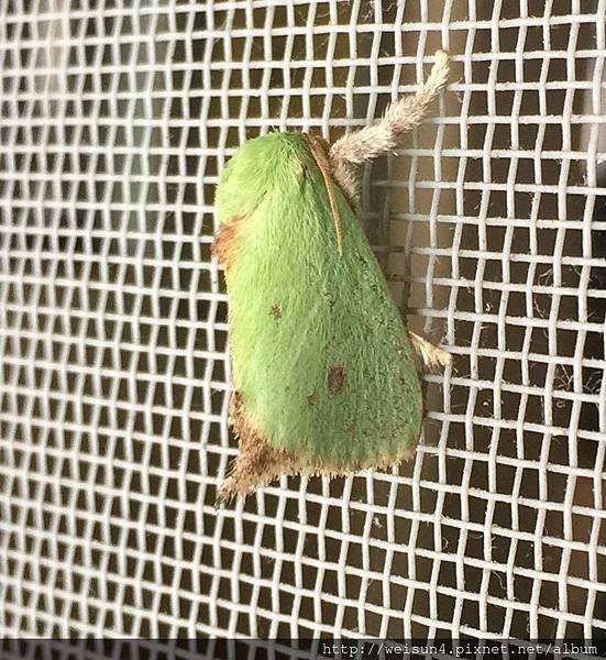 昆蟲綱_鱗翅目_刺蛾科_綠刺蛾屬_兩色綠刺蛾_苗栗-神龍山莊_20180505.JPG