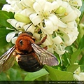 昆蟲綱_膜翅目_蜜蜂科_螯無墊蜂_苗縣-神龍山莊_20180624.JPG