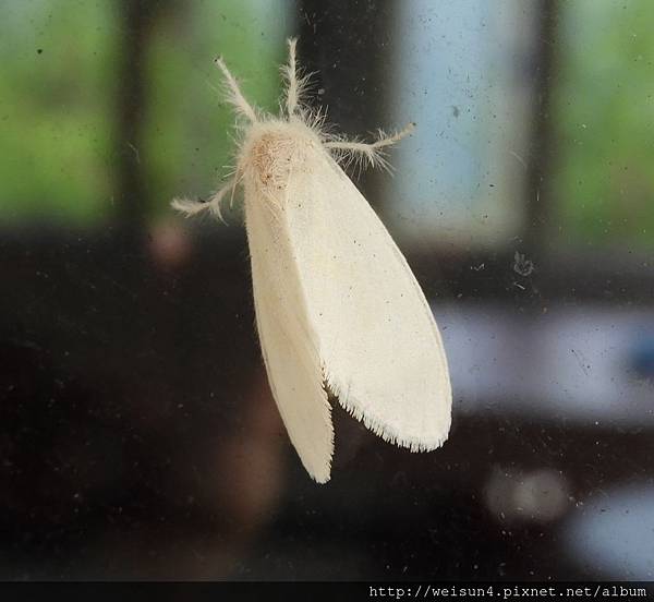 昆蟲綱_鱗翅目_毒蛾科_雪黃毒蛾_竹縣-宇老_20180709.JPG 昆蟲綱_鱗翅目_毒蛾科_雪黃毒蛾_竹縣-宇老_20180709.JPG