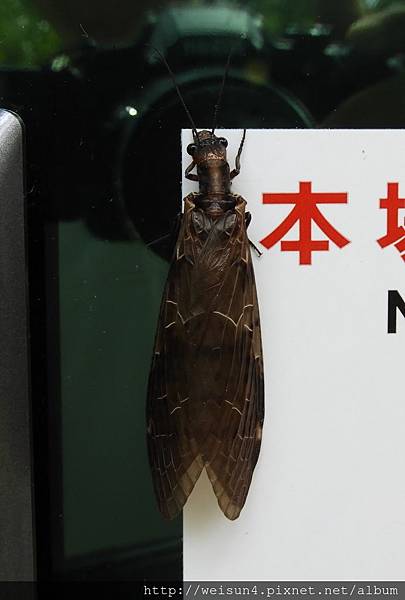 昆蟲綱_脈翅目_魚蛉科_黃紋魚蛉_苗縣-向天湖_20180729.JPG 昆蟲綱_脈翅目_魚蛉科_黃紋魚蛉_苗縣-向天湖_20180729.JPG