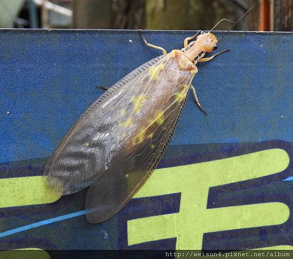 昆蟲綱_脈翅目_魚蛉科_黃石蛉_竹縣-清泉_20180805.JPG 昆蟲綱_脈翅目_魚蛉科_黃石蛉_竹縣-清泉_20180805.JPG