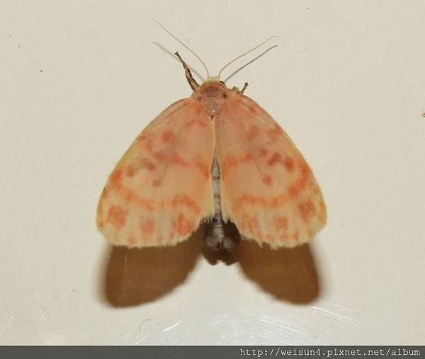 昆蟲綱_鱗翅目_燈蛾科_苔蛾亞科_紅斑苔蛾_竹縣-雪霸休閒農場_20180806.JPG