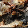 昆蟲綱_膜翅目_胡蜂科_黑尾虎頭蜂_竹縣-清泉_20180805.JPG