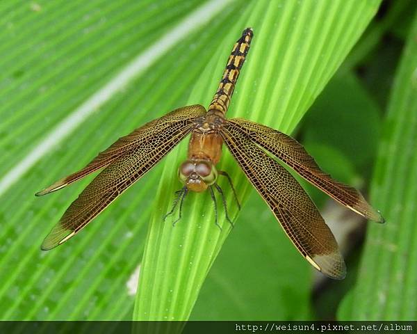 昆蟲綱_蜻蛉目_蜻蜓科_善變蜻蜓-雌竹縣-清泉_20180805.JPG 昆蟲綱_蜻蛉目_蜻蜓科_善變蜻蜓-雌竹縣-清泉_20180805.JPG