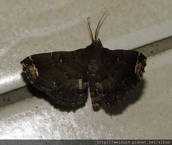 昆蟲綱_鱗翅目_裳蛾科_鋸帶櫛裳蛾_苗縣-神龍山莊 _20180804.JPG