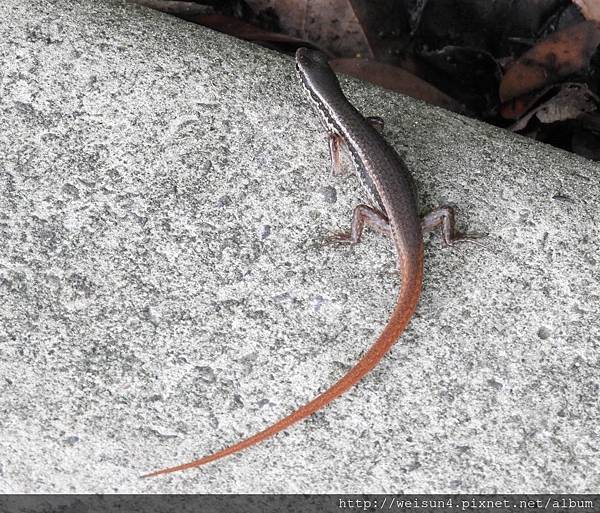 爬蟲綱_有鱗目_石龍子科_印度蜓蜥_苗縣-銅鑼_20180820.JPG