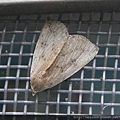 昆蟲綱_鱗翅目_夜蛾科_涓夜蛾屬_苗縣-神龍山莊_20170121.JPG