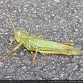 昆蟲綱_直翅目_蝗科_台灣大蝗_桃園-龍潭_20171211.JPG
