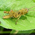 昆蟲綱_直翅目_蝗科_台灣稻蝗-若蟲_苗縣-薑麻園_20180716.JPG