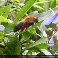 昆蟲綱_膜翅目_蜜蜂科_螯無墊蜂_竹縣-尖石_20170817.JPG