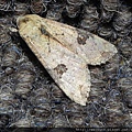 昆蟲綱_鱗翅目_夜蛾科_掌夜蛾 _宜蘭-棲蘭_20170227.JPG