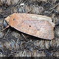 昆蟲綱_鱗翅目_夜蛾科_黑點歹夜蛾_宜蘭-棲蘭_20170227.JPG