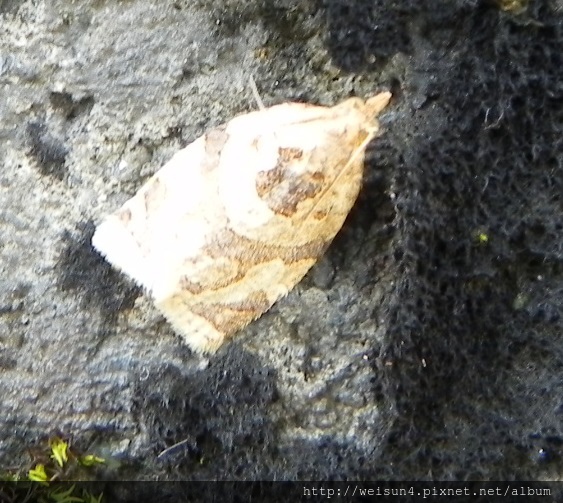 昆蟲綱_鱗翅目_捲蛾科_捲葉蛾_Adoxophyes sp._竹縣-飛鳳山_20170428.JPG 昆蟲綱_鱗翅目_捲蛾科_捲葉蛾_Adoxophyes sp._竹縣-飛鳳山_20170428.JPG