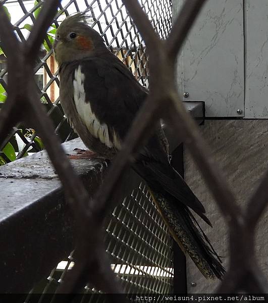 鳥綱_鸚形目_鳳頭鸚鵡科_雞尾鸚鵡-雌_桃園-東眼山_20180920.JPG