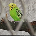 鳥綱_鸚形目_鸚鵡科_虎皮鸚鵡_桃園-東眼山_20180920.JPG