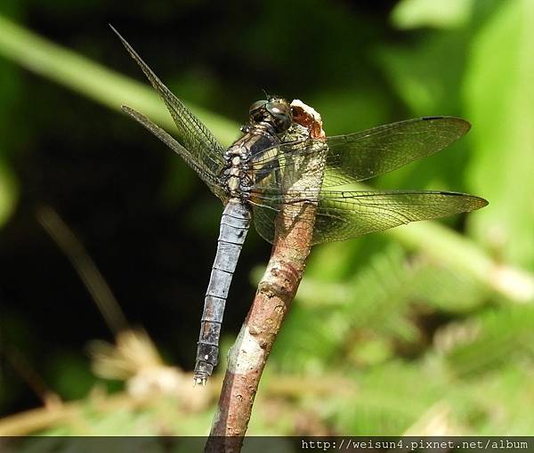 昆蟲綱_蜻蛉目_蜻蜓科_扶桑蜻蜓-雄_桃園-東眼山_20180920.JPG