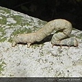 昆蟲綱_鱗翅目_尺蛾科_尺蠖-_竹縣-飛鳳山_20150607.JPG