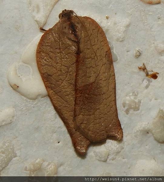 昆蟲綱_鱗翅目_捲葉蛾科_Homona__竹縣-大山背豐鄉國小_20181012.JPG 昆蟲綱_鱗翅目_捲葉蛾科_Homona__竹縣-大山背豐鄉國小_20181012.JPG