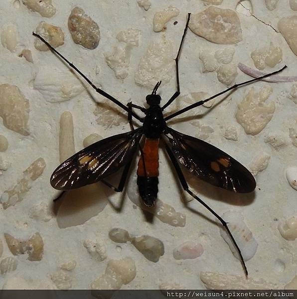 昆蟲綱_雙翅目_大蚊科_北埔櫛大蚊_竹縣-大山背豐鄉國小_20181012.JPG 昆蟲綱_雙翅目_大蚊科_北埔櫛大蚊_竹縣-大山背豐鄉國小_20181012.JPG