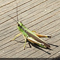 昆蟲綱_直翅目_網翅蝗科_青脊竹蝗_桃園-角板山_20181018.JPG