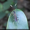 昆蟲綱_膜翅目_姬蜂科_黑巴達姬蜂_桃園-桃源仙谷_20171214.JPG
