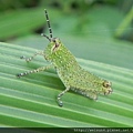 昆蟲綱_直翅目_斑腿蝗科_台灣稻蝗-若蟲_竹縣-數碼天空_20160721.JPG