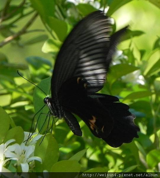 昆蟲綱_鱗翅目_鳳蝶科_黑鳳蝶-雄__苗縣-神龍山莊_20160618.JPG