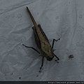 昆蟲綱_直翅目_菱蝗科_菱蝗_台中-大坑_20181101.JPG