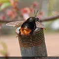 昆蟲綱_膜翅目_蜜蜂科_熊蜂屬_熊蜂_桃園_恩愛農場_20180315.JPG