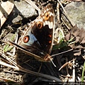 昆蟲綱_鱗翅目_蛺蝶科_孔雀青蛺蝶-雄_桃園-東眼山_20181115.JPG