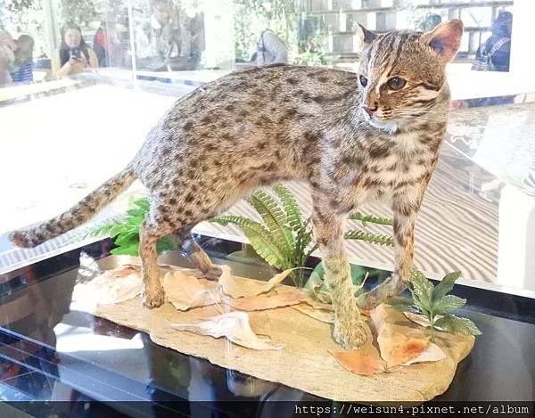 哺乳綱_食肉目_貓科_石虎屬_石虎_台中花博_20190124.JPG