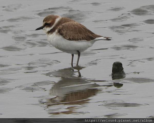 鳥綱_鴴形目_鴴科_東方環頸鴴_竹市-賞蟹步道_20190208.JPG