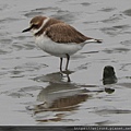 鳥綱_鴴形目_鴴科_東方環頸鴴_竹市-賞蟹步道_20190208.JPG