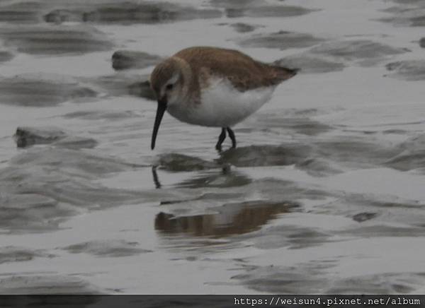 鳥綱_鴴形目_鷸科_黑腹濱鷸_竹市-賞蟹步道_20190208.JPG