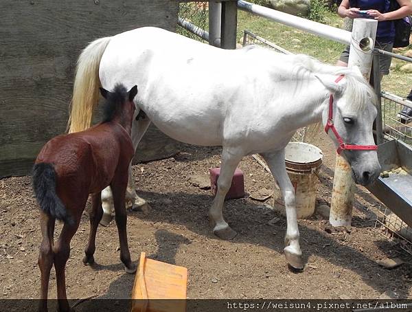 哺乳綱_奇蹄目_馬科_馬_天馬牧場_20120719.JPG