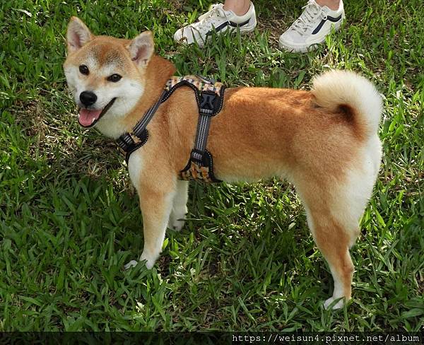 哺乳綱_食肉目_犬科_柴犬_20190608.JPG